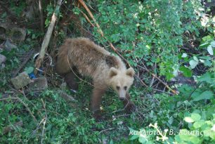 Τρίκαλα: Αρκούδα πιάστηκε σε συρμάτινη θηλιά στην Οξύνεια